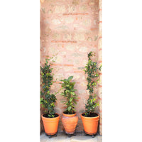 Betterliving Door Mural Pot Plants [Bl0040E] - Think Mobility