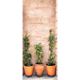 Betterliving Door Mural Pot Plants [Bl0040E] - Think Mobility